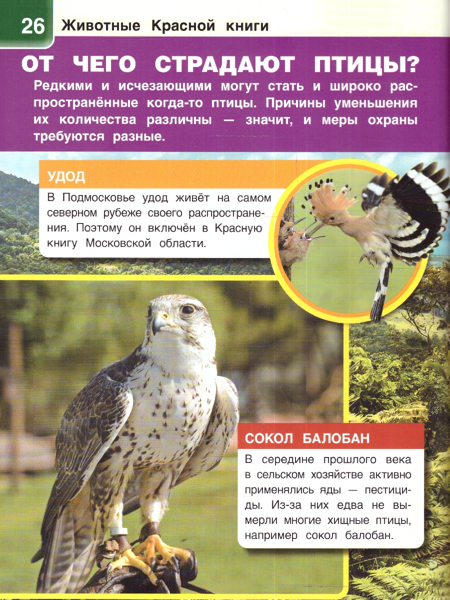 Обложка книги Энциклопедия Животные красной книги, Автор П.М. Волцит, издательство Умка                                               | купить в книжном магазине Рослит