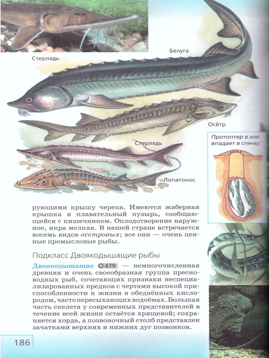 Обложка книги Биология 7 класс. Учебник. ФГОС, Автор Сивоглазов В.И. Сапин М.Р. Каменский А.А., издательство Дрофа | купить в книжном магазине Рослит