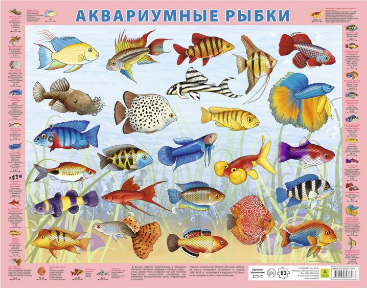 Обложка книги Детский пазл на подложке. Аквариумные рыбки. (36х28 см, 63 элемента), Автор Пл57п(10), издательство РУЗ Ко | купить в книжном магазине Рослит