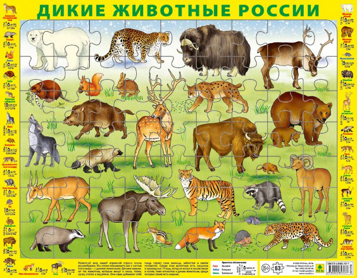 Обложка книги Детский пазл на подложке. Дикие животные России. (36х28 см, 63 элемента), Автор Пл55п(10), издательство РУЗ Ко | купить в книжном магазине Рослит