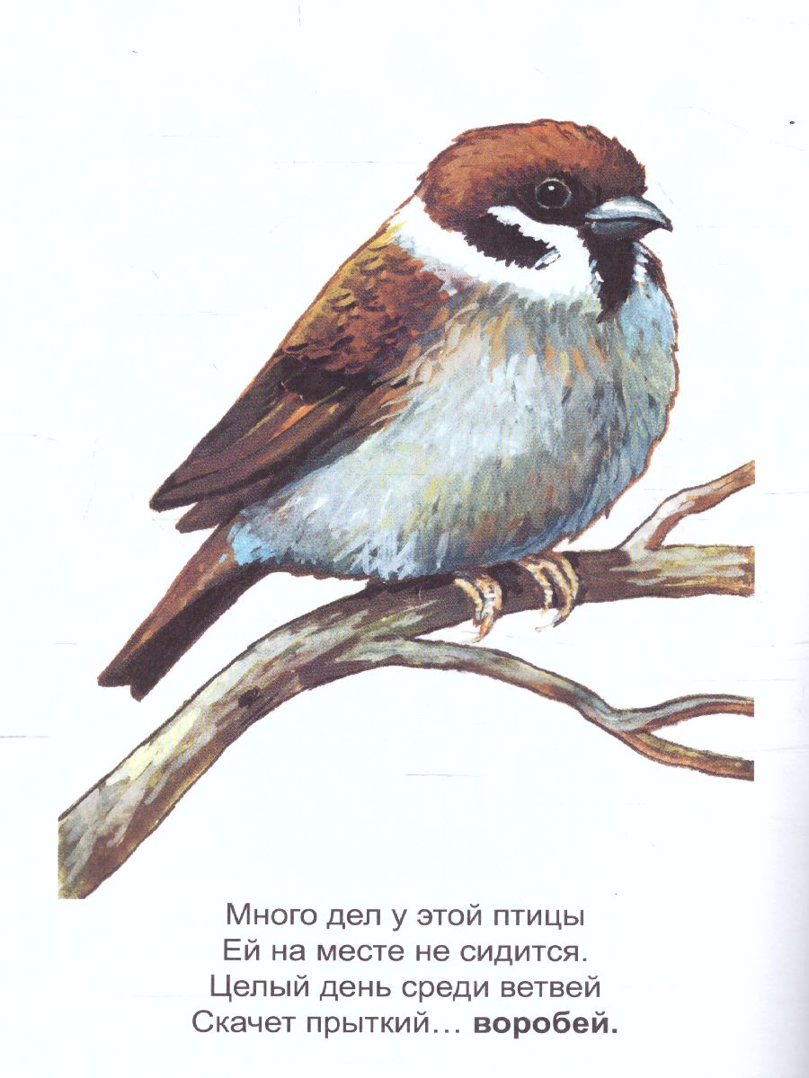 Обложка книги Раскраска Малышок ""Весна ч.1", Автор , издательство Страна фантазий | купить в книжном магазине Рослит