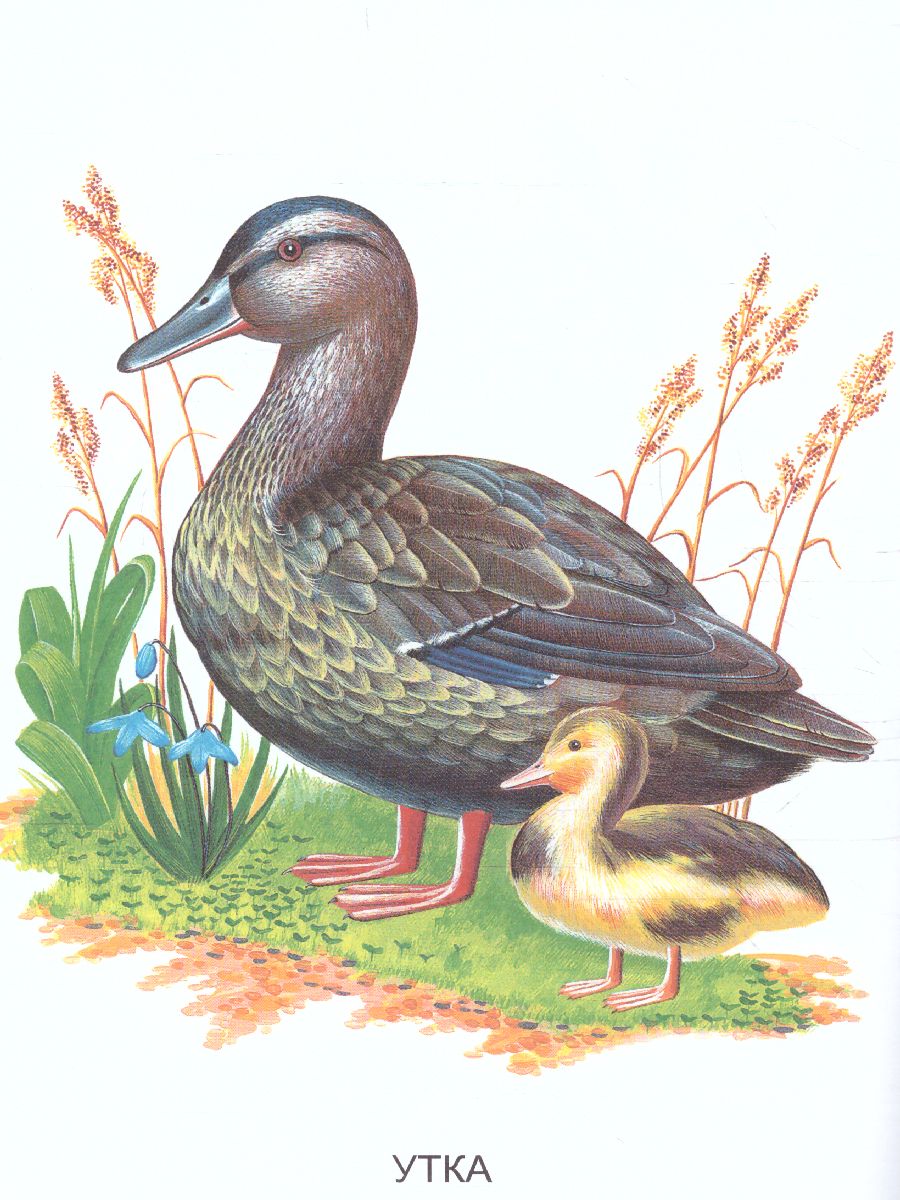 Обложка книги Раскраска "Перелетные птицы", Автор , издательство Страна фантазий | купить в книжном магазине Рослит