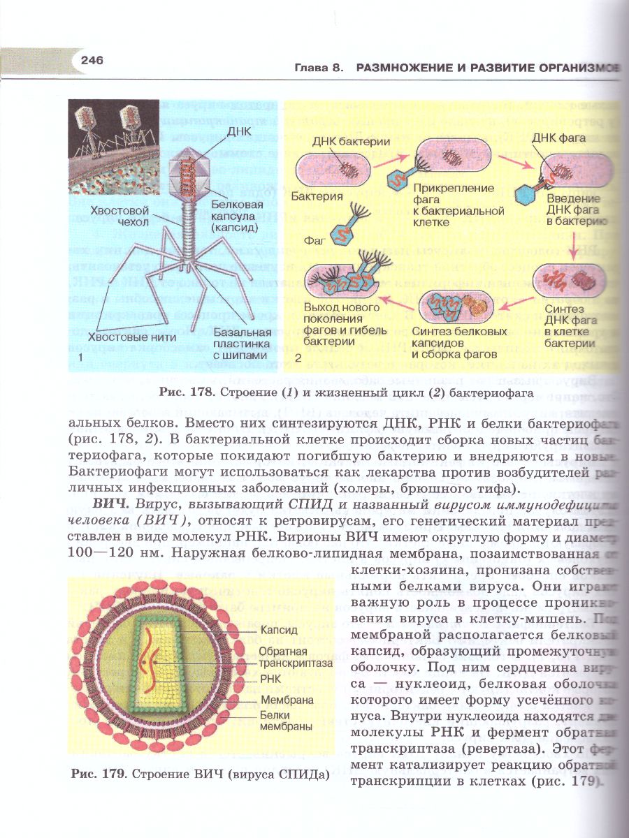 Обложка книги Биология 10 класс. Углубленный уровень. Учебник, Автор Теремов А.В. Петросова Р.А., издательство Мнемозина | купить в книжном магазине Рослит