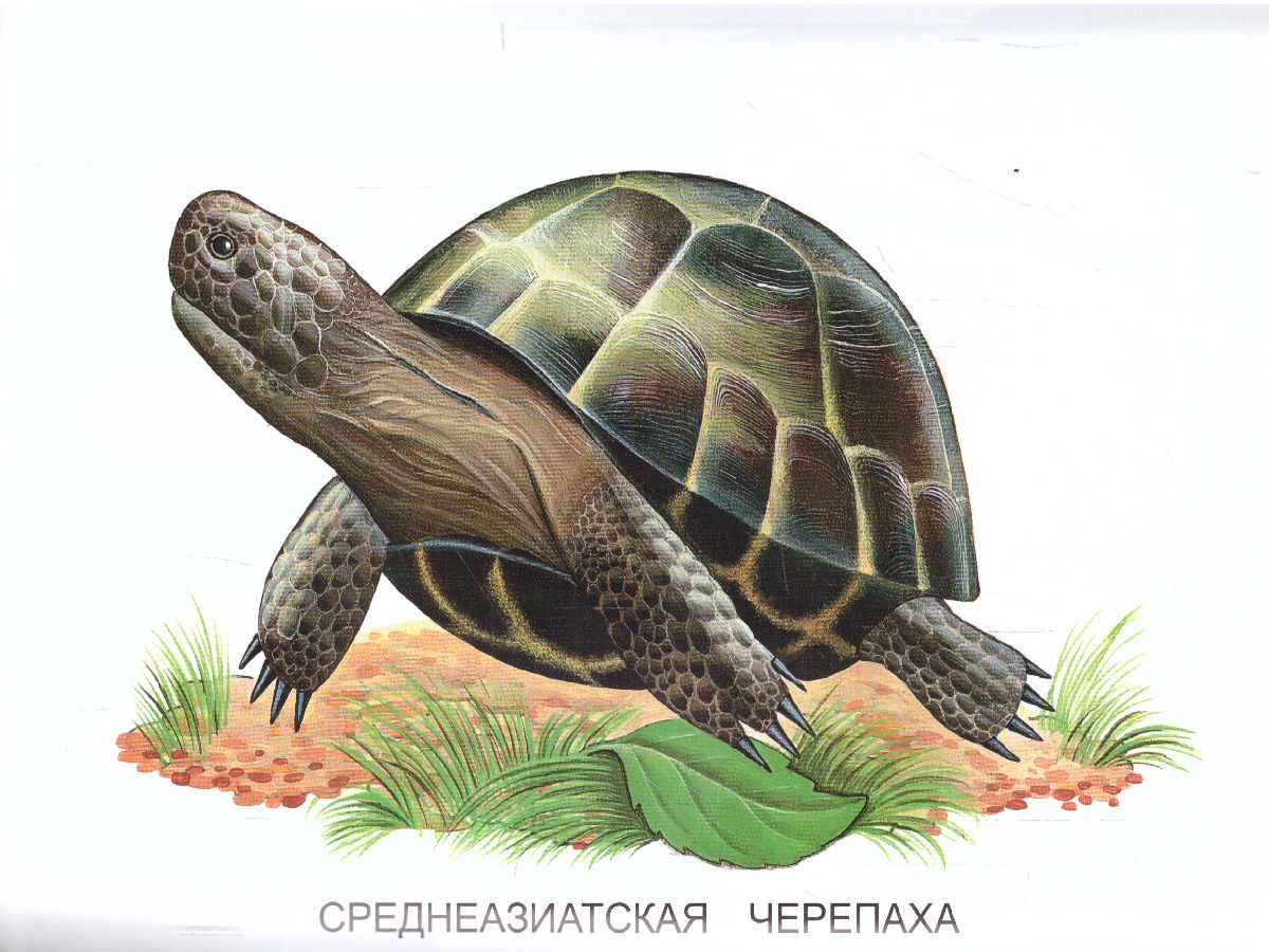 Обложка книги Раскраска "Пресмыкающиеся и земноводные", Автор , издательство Страна фантазий | купить в книжном магазине Рослит