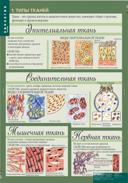 Обложка книги Биология 8-9 класс. Таблицы. Человек. Методическое пособие, Автор , издательство Спектр-М | купить в книжном магазине Рослит