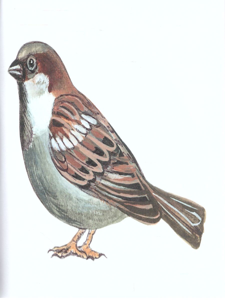 Обложка книги Картотека предметных картинок. Выпуск.9. Домашние, перелетные, зимующие птицы, Автор Нищева Н.В., издательство ДЕТСТВО-ПРЕСС | купить в книжном магазине Рослит