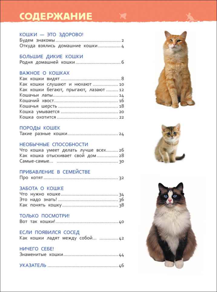 Обложка Кошки и котята (Энциклопедия для детского сада), издательство РОСМЭН | купить в книжном магазине Рослит