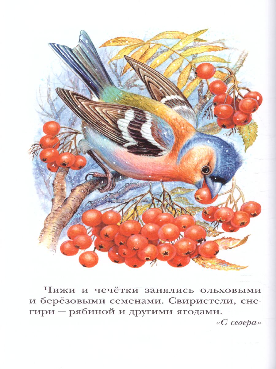 Обложка книги Лесная газета. Рассказы. Детское чтение, Автор Бианки В.В., издательство АСТ | купить в книжном магазине Рослит