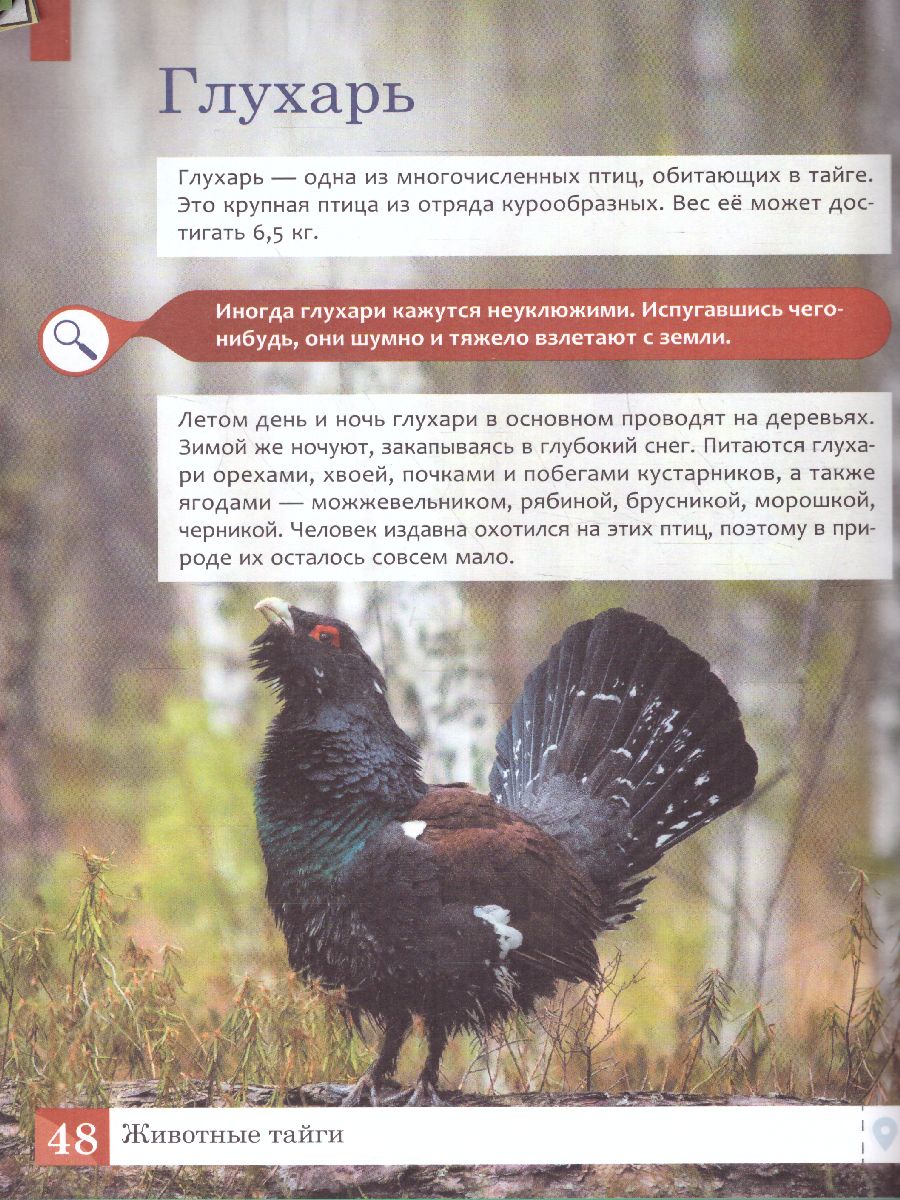 Обложка книги Животные: энциклопедия, Автор Ульева Е.А., издательство Феникс ТД                                          | купить в книжном магазине Рослит