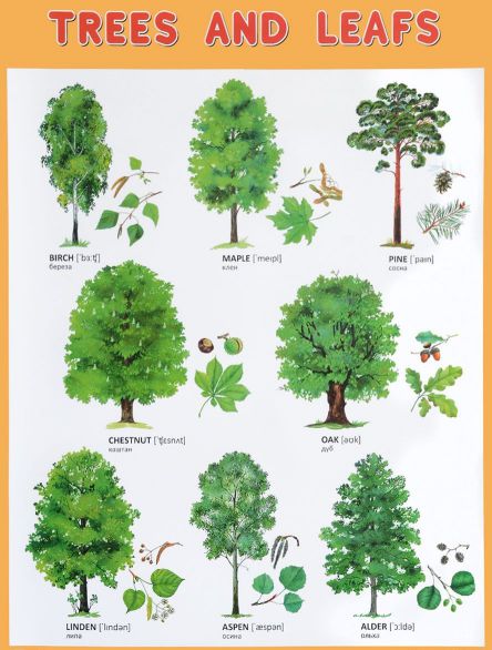 Обложка книги Плакат (английский). Trees and Leafs Деревья и листья, Автор , издательство Мозаика-Синтез | купить в книжном магазине Рослит