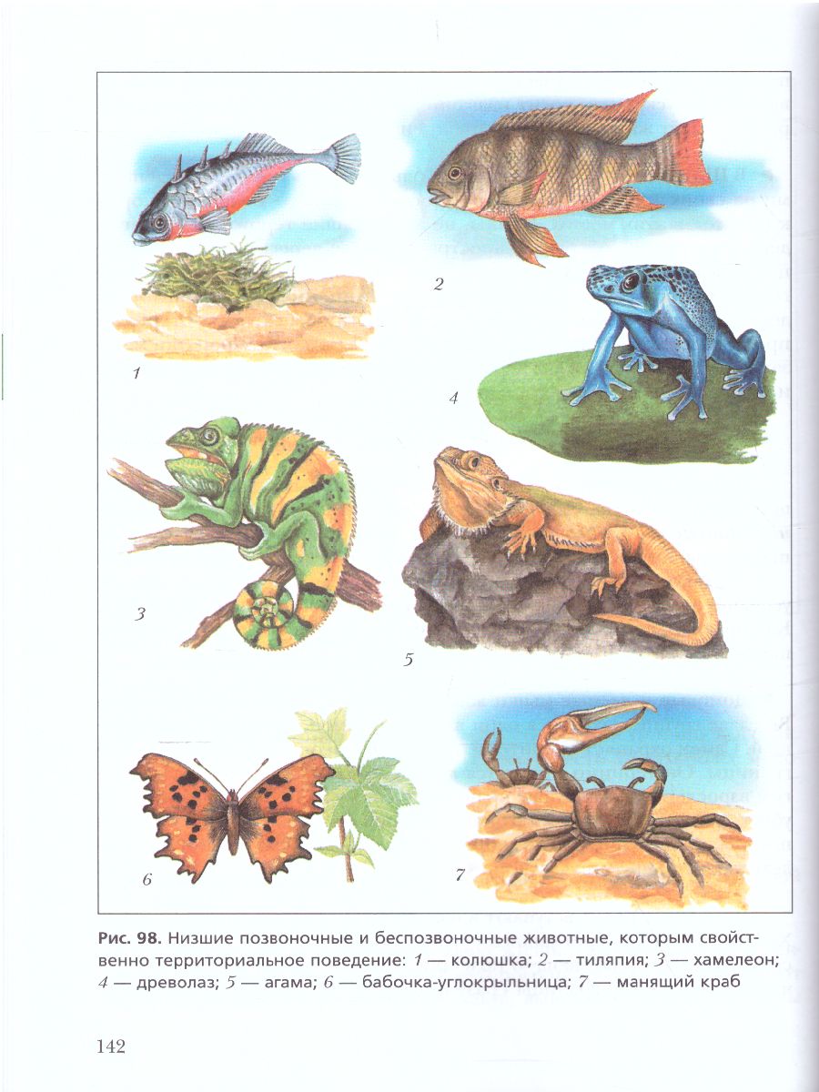 Обложка книги Экология животных 7 класс. Учебник, Автор Бабенко В.Г. Богомолов Д.В. Шаталова С.П., издательство Просвещение | купить в книжном магазине Рослит