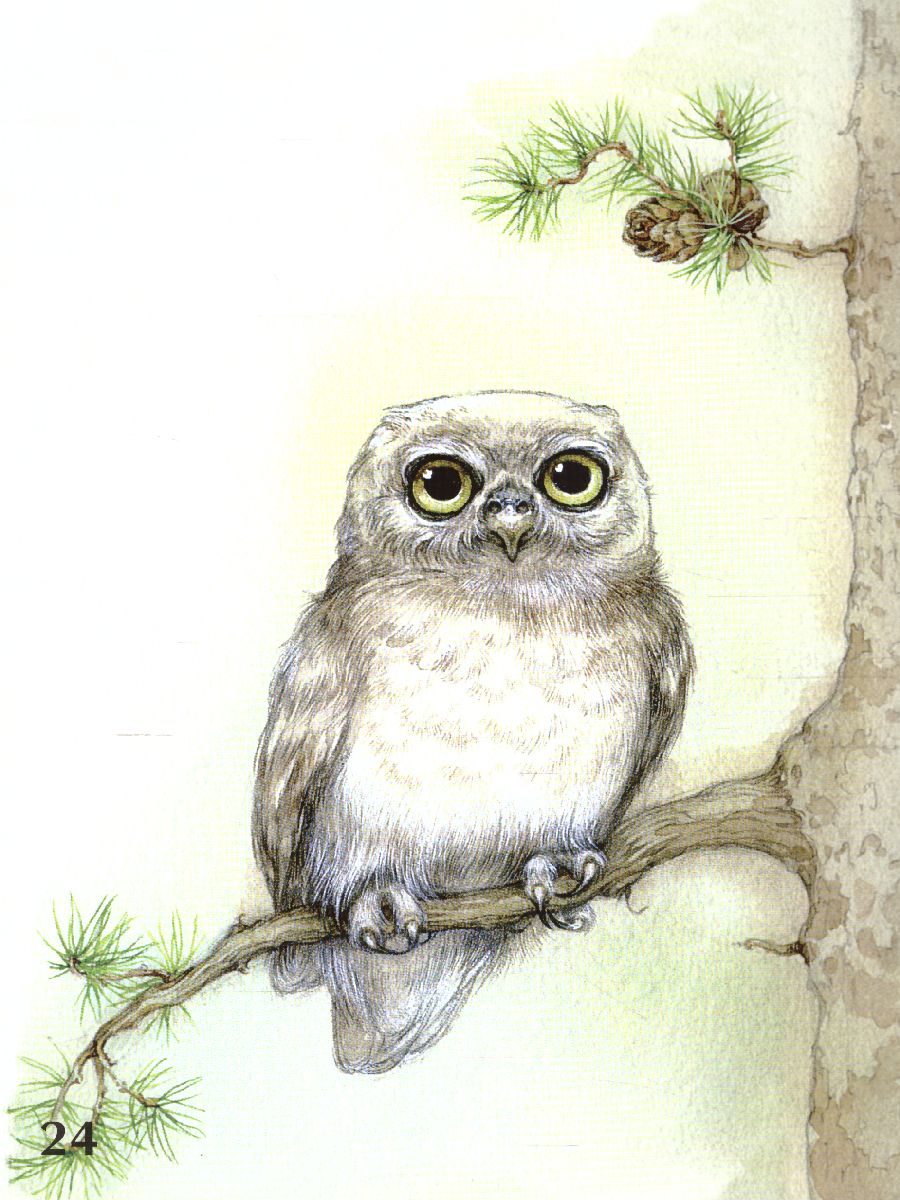 Обложка книги Веселые дразнилки для малышей 2-5 лет. Уточняем произношение простых звуков. ФГОС, Автор Нищева Н.В., издательство ДЕТСТВО-ПРЕСС | купить в книжном магазине Рослит