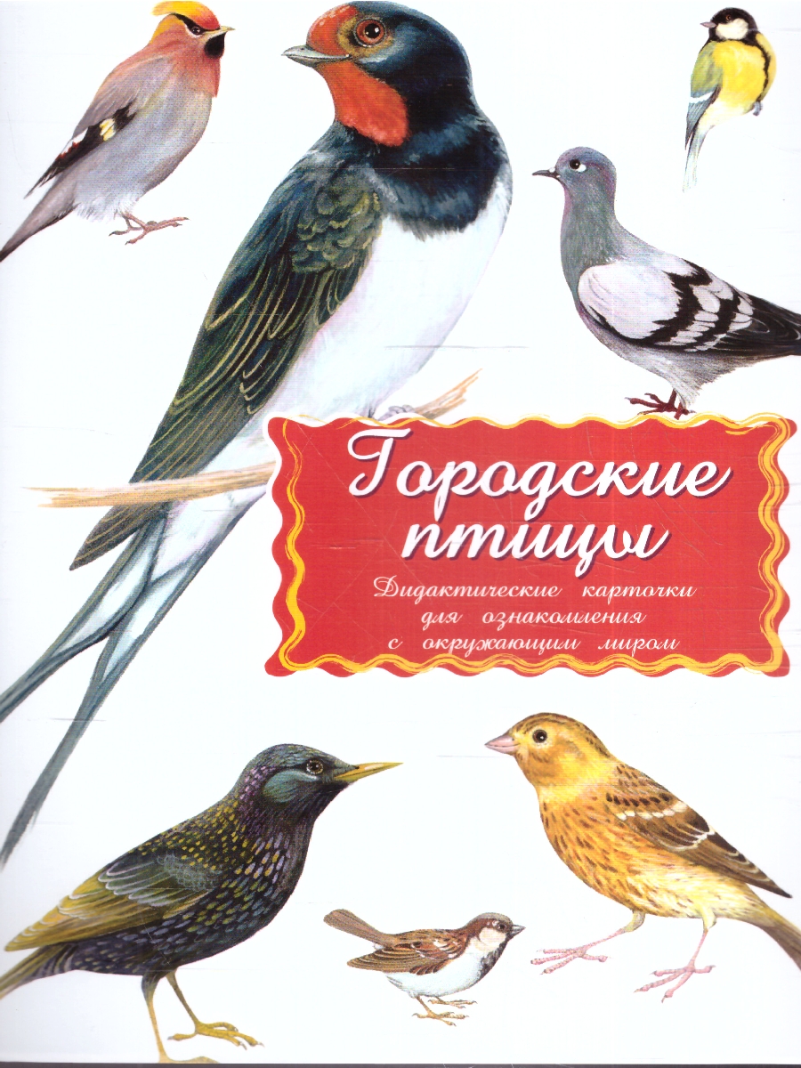 Обложка книги Дидактические карточки "Городские птицы" (уп. пакет) (Маленький гений-Пресс), Автор , издательство Маленький гений-Пресс | купить в книжном магазине Рослит