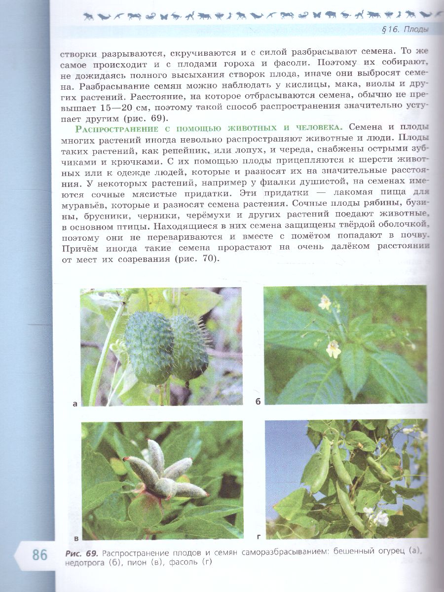 Обложка книги Биология 6 класс. Базовый уровень. Учебник. УМК "Линия жизни" (ФП2022), Автор Пасечник В.В. Суматохин С.В. Гапонюк З.Г., издательство Просвещение | купить в книжном магазине Рослит