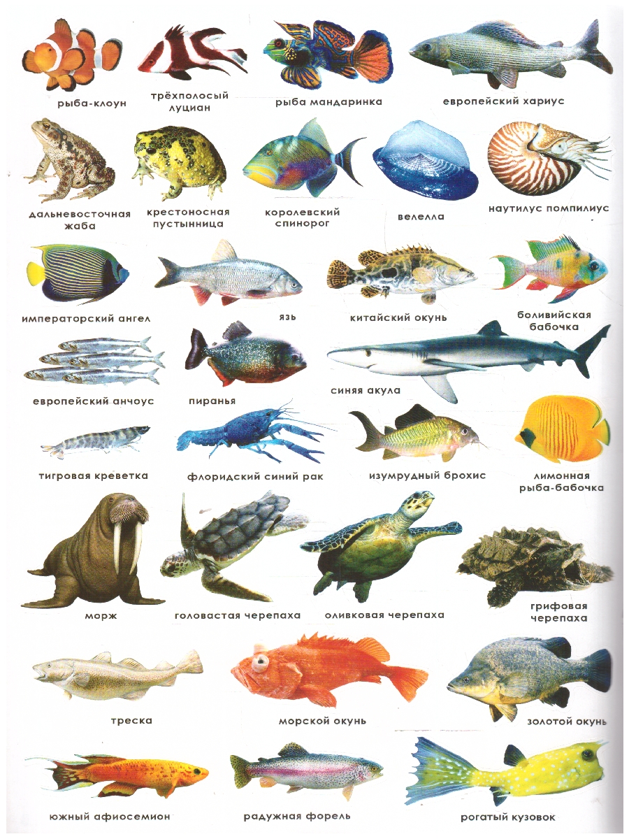 Обложка Атлас Мира с наклейками. Обитатели рек, морей и океанов. 21х29,7 см. 16 страниц, издательство ГЕОДОМ | купить в книжном магазине Рослит