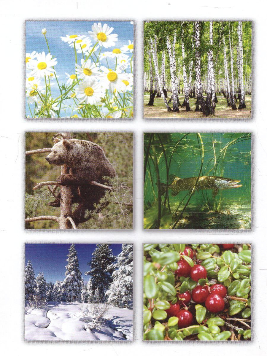 Обложка книги Беседы с ребенком. Негосударственные символы России. 12 карточек с текстом на обороте А5, Автор , издательство Сфера | купить в книжном магазине Рослит