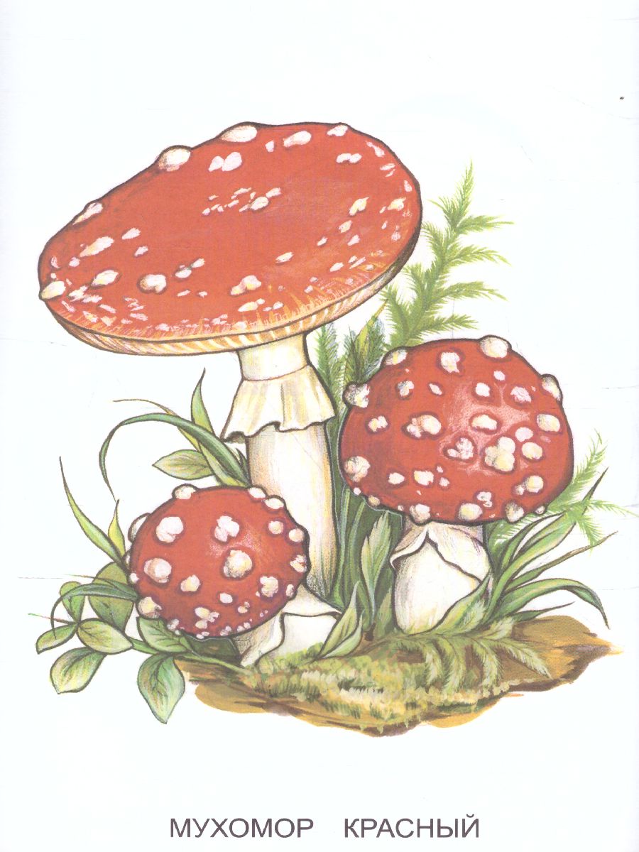 Обложка книги Раскраска "Ядовитые грибы", Автор , издательство Страна фантазий | купить в книжном магазине Рослит