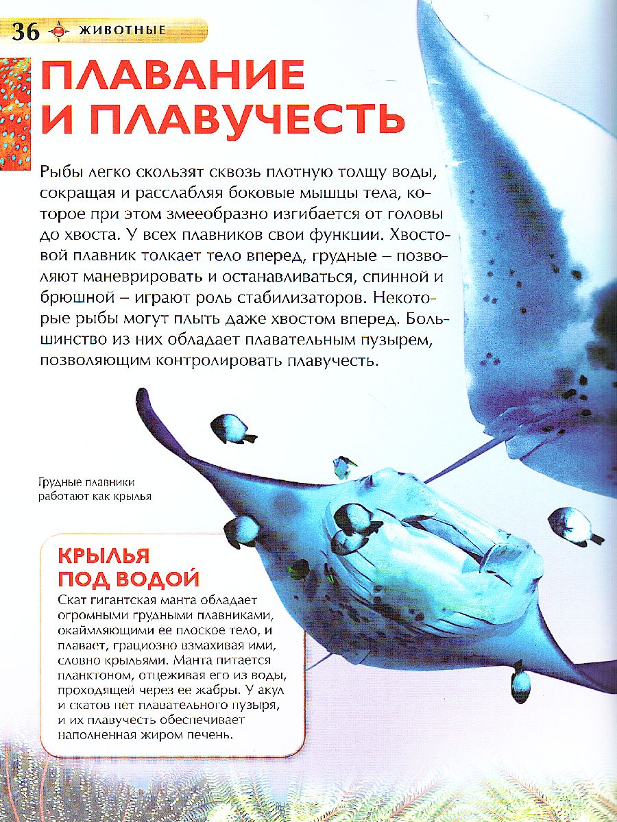 Обложка Животные, издательство РОСМЭН | купить в книжном магазине Рослит