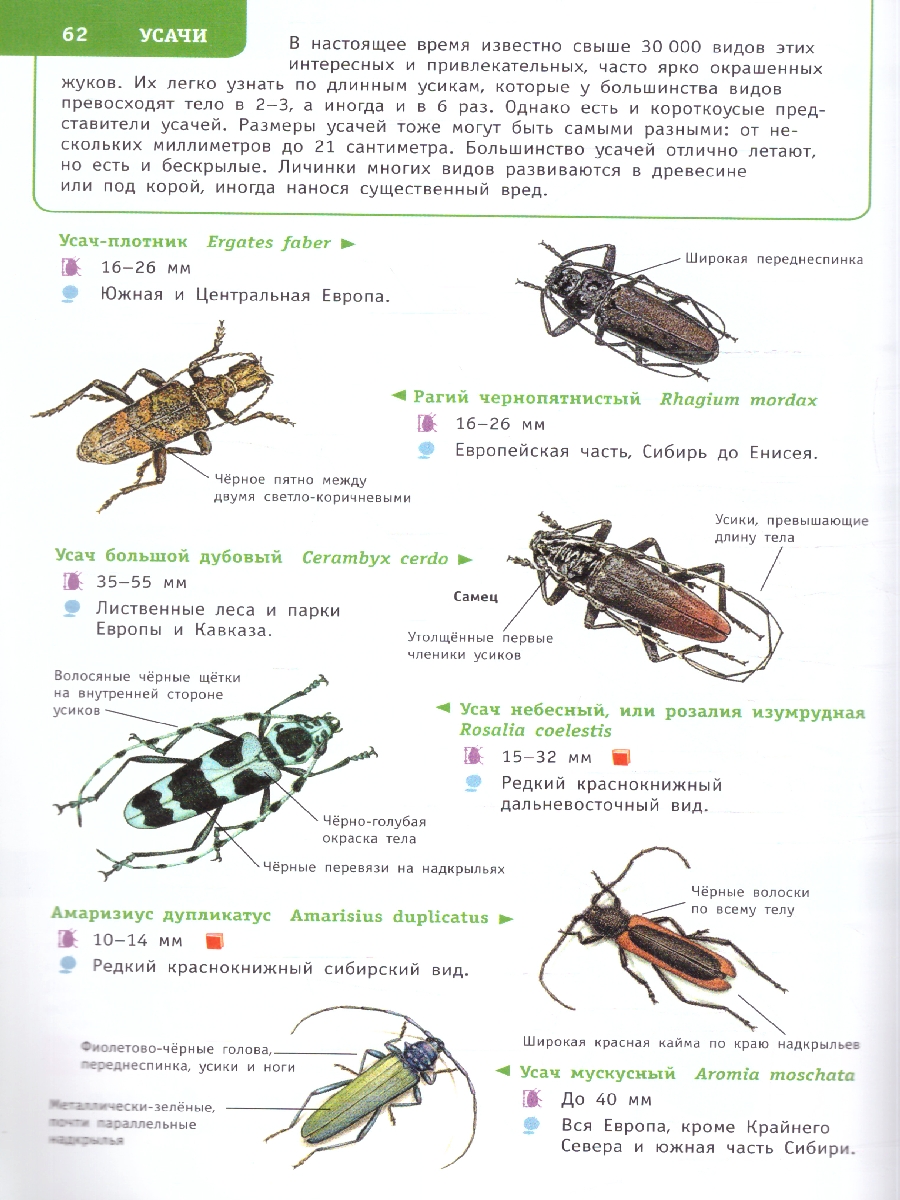 Обложка книги Насекомые России. Лучший определитель, Автор Гомыранов И.А. Полевод В.А., издательство АСТ | купить в книжном магазине Рослит