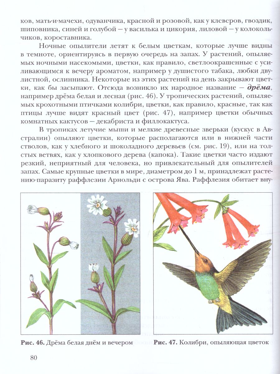 Обложка книги Экология растений 6 класс. Учебник, Автор Былова А.М. Шорина Н.И., издательство Просвещение | купить в книжном магазине Рослит