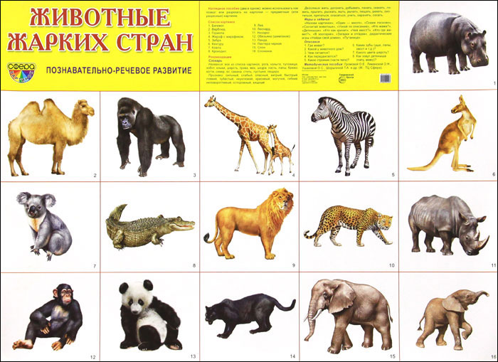 Обложка книги Демонстрационный плакат Животные жарких стран/А2, Автор , издательство Сфера | купить в книжном магазине Рослит