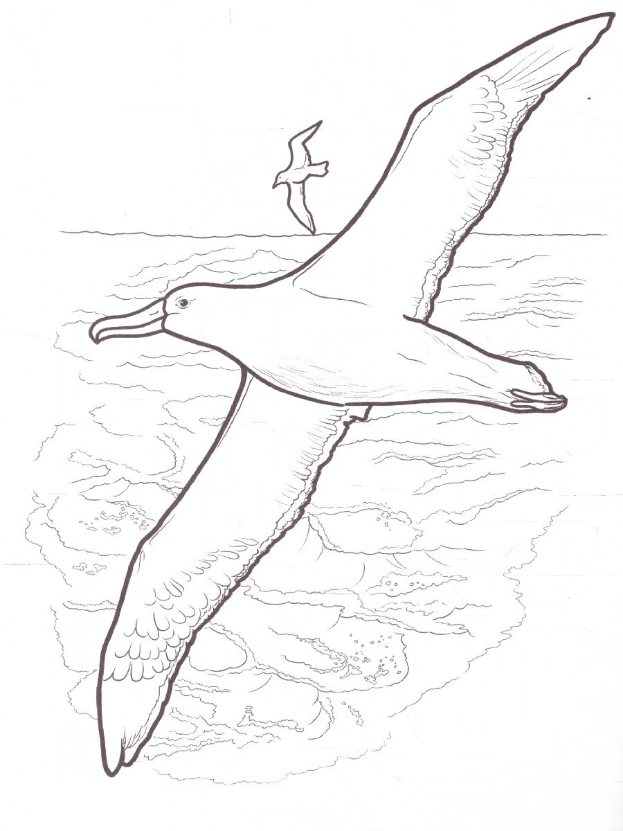 Обложка книги Раскраска "Животные Арктики и Антарктиды", Автор , издательство Страна фантазий | купить в книжном магазине Рослит