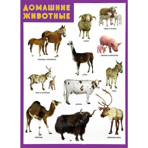 Обложка книги Плакат Домашние животные, Автор Нафиков Р. М., издательство Мозаика-Синтез | купить в книжном магазине Рослит