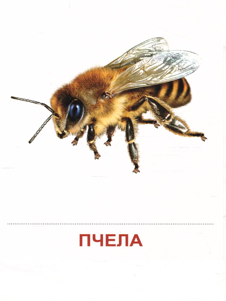 Обложка книги Демонстрационные картинки СУПЕР. Насекомые. 16 демонстрационных картинок с текстом 173х220 мм, Автор , издательство Сфера | купить в книжном магазине Рослит