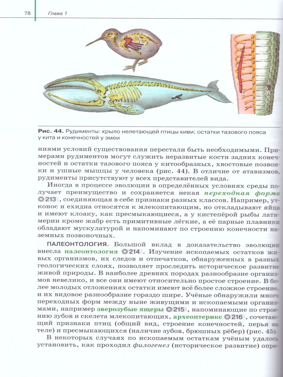 Обложка книги Биология 11 класс. Базовый и углубленный уровни. Учебник, Автор Агафонова И.Б. Сивоглазов В.И., издательство Дрофа | купить в книжном магазине Рослит