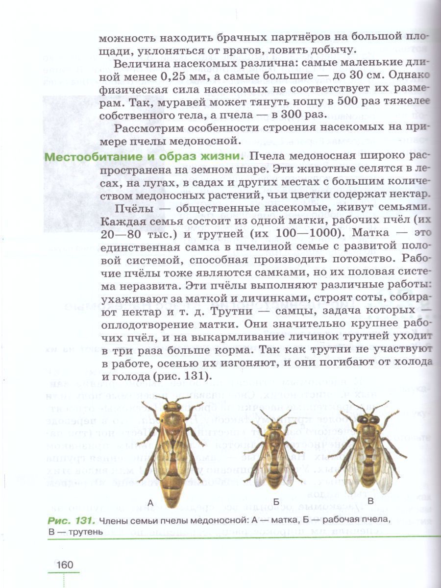 Обложка книги Биология 8 класс Животные: линейный курс. Учебник, Автор Пасечник В.В., издательство Просвещение | купить в книжном магазине Рослит