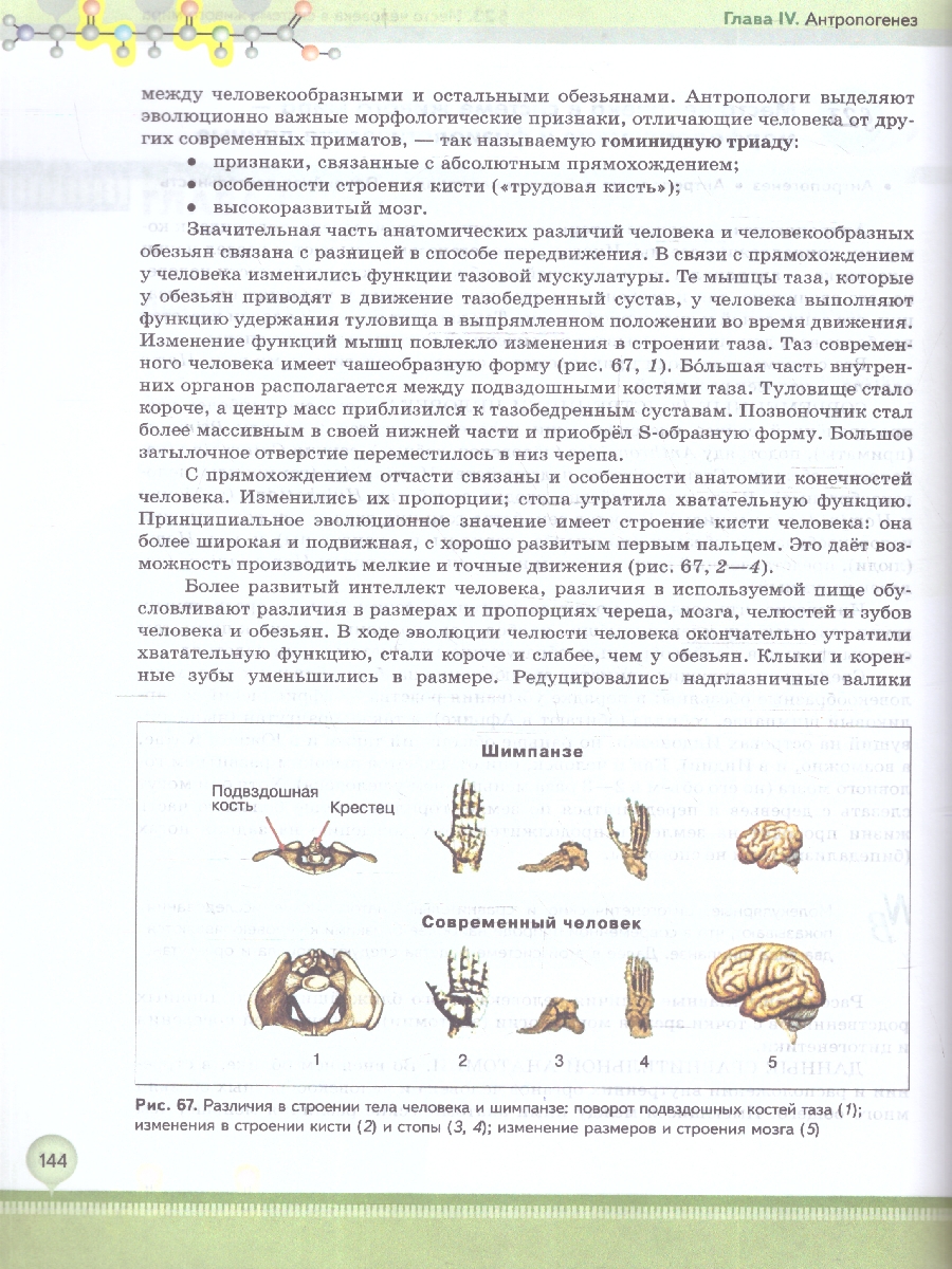 Обложка книги Биология 11 класс. Углубленный уровень. Учебное пособие. ФГОС, Автор Бородин П.М.; Дымшиц Г.М.; Саблина О.В., издательство Просвещение | купить в книжном магазине Рослит