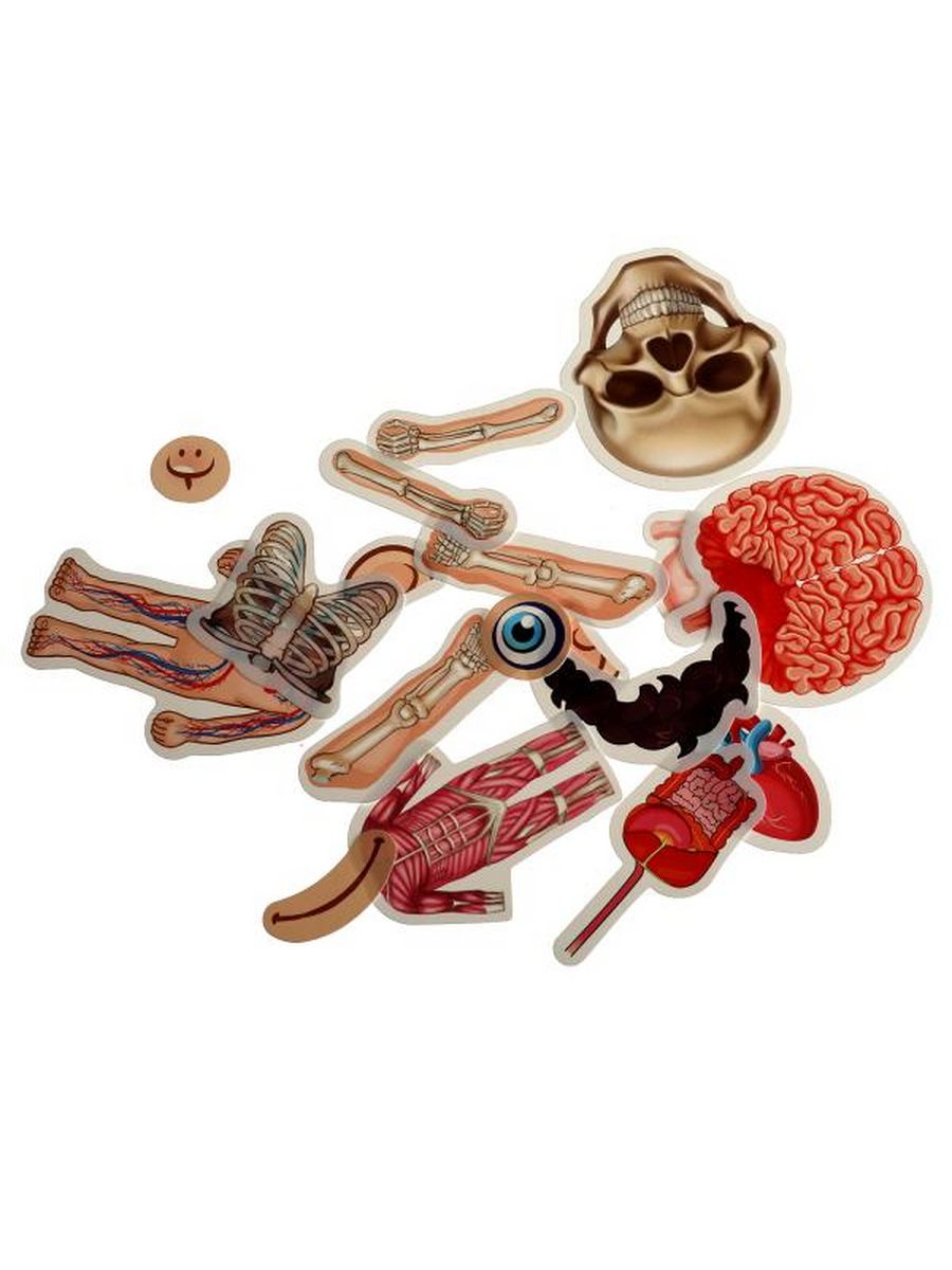 Обложка IQ-липучки. Тело человека., издательство Умные игры                                         | купить в книжном магазине Рослит