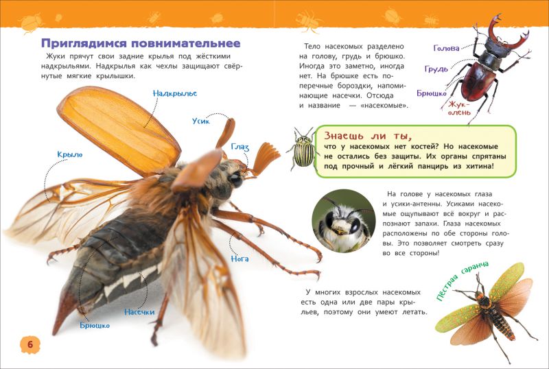 Обложка Насекомые. Энциклопедия для детского сада, издательство РОСМЭН | купить в книжном магазине Рослит