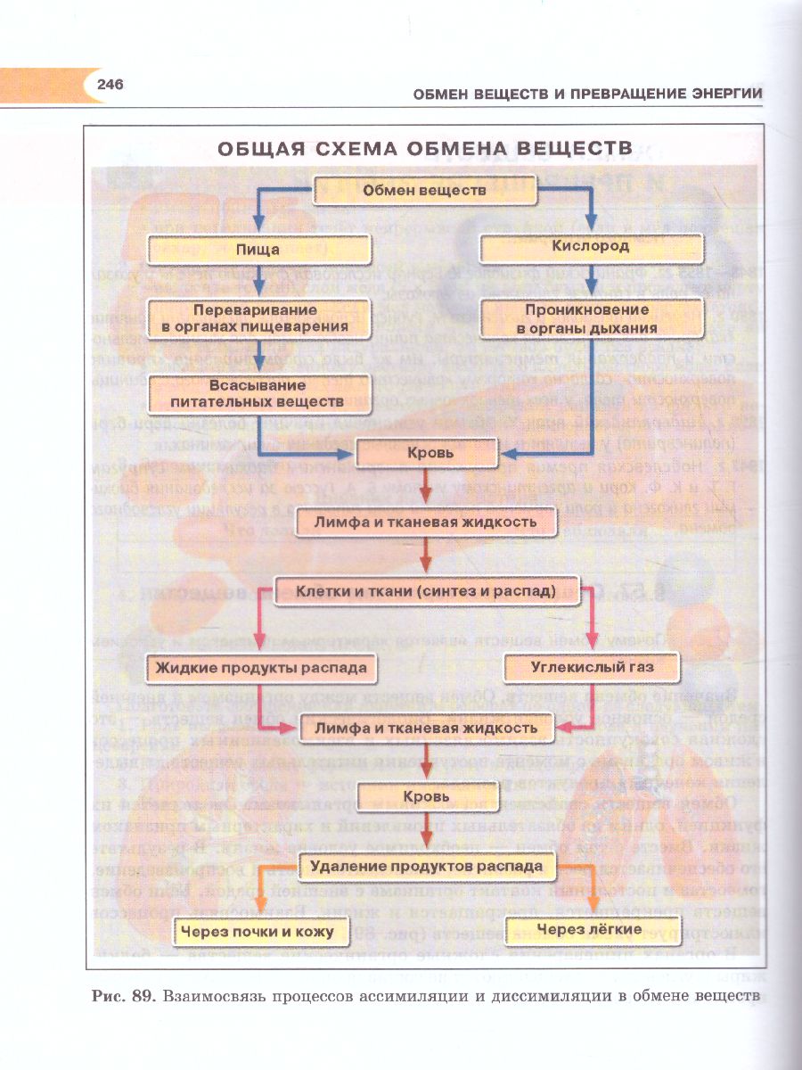 Обложка книги Биология 8 класс. Человек и его здоровье. Учебник. ФГОС, Автор Рохлов В.С. Трофимов С.Б., издательство Мнемозина | купить в книжном магазине Рослит