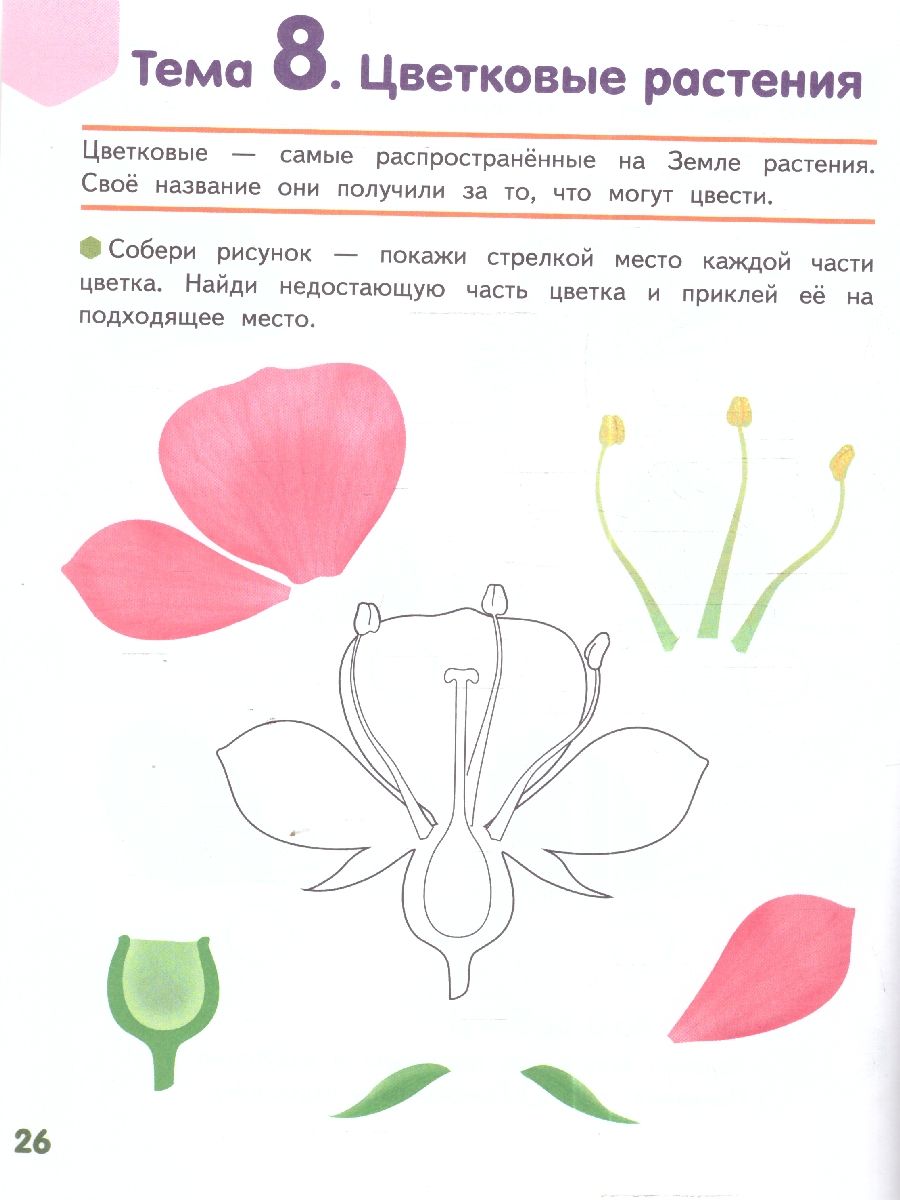 Обложка книги Знакомлюсь с растениями: развивающая тетрадь для детей подготов.группы ДОО (1-е полугодие). 6—7 лет, Автор Михайловская С.Н., издательство Мозаичный парк                                     | купить в книжном магазине Рослит