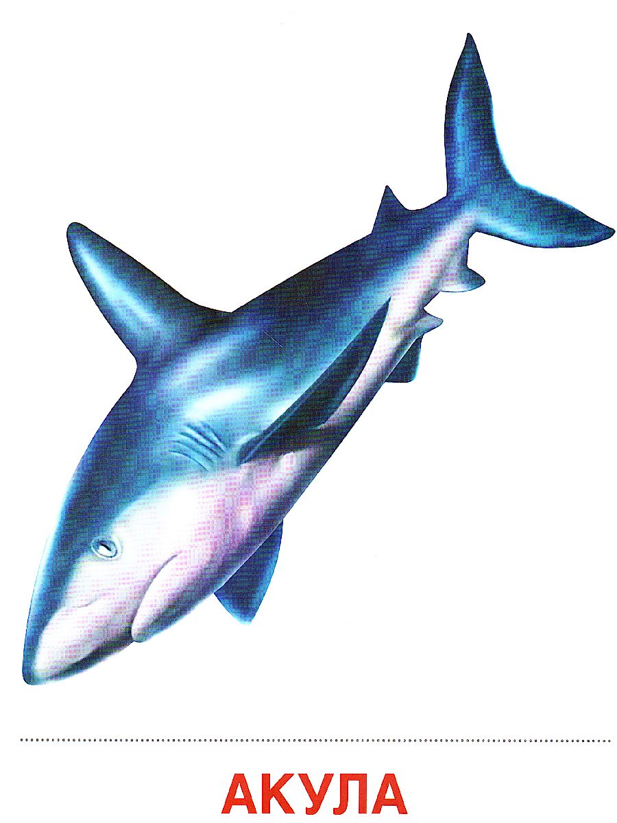 Обложка книги Демонстрационные картинки СУПЕР. Мир морей и океанов. 16 демонстрационных картинок с текстом 173х220 мм, Автор , издательство Сфера | купить в книжном магазине Рослит