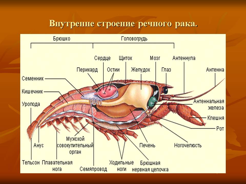 Обложка книги Биология. Строение речного рака, Автор Агафонова И.Б. Сивоглазов В.И., издательство Дрофа | купить в книжном магазине Рослит