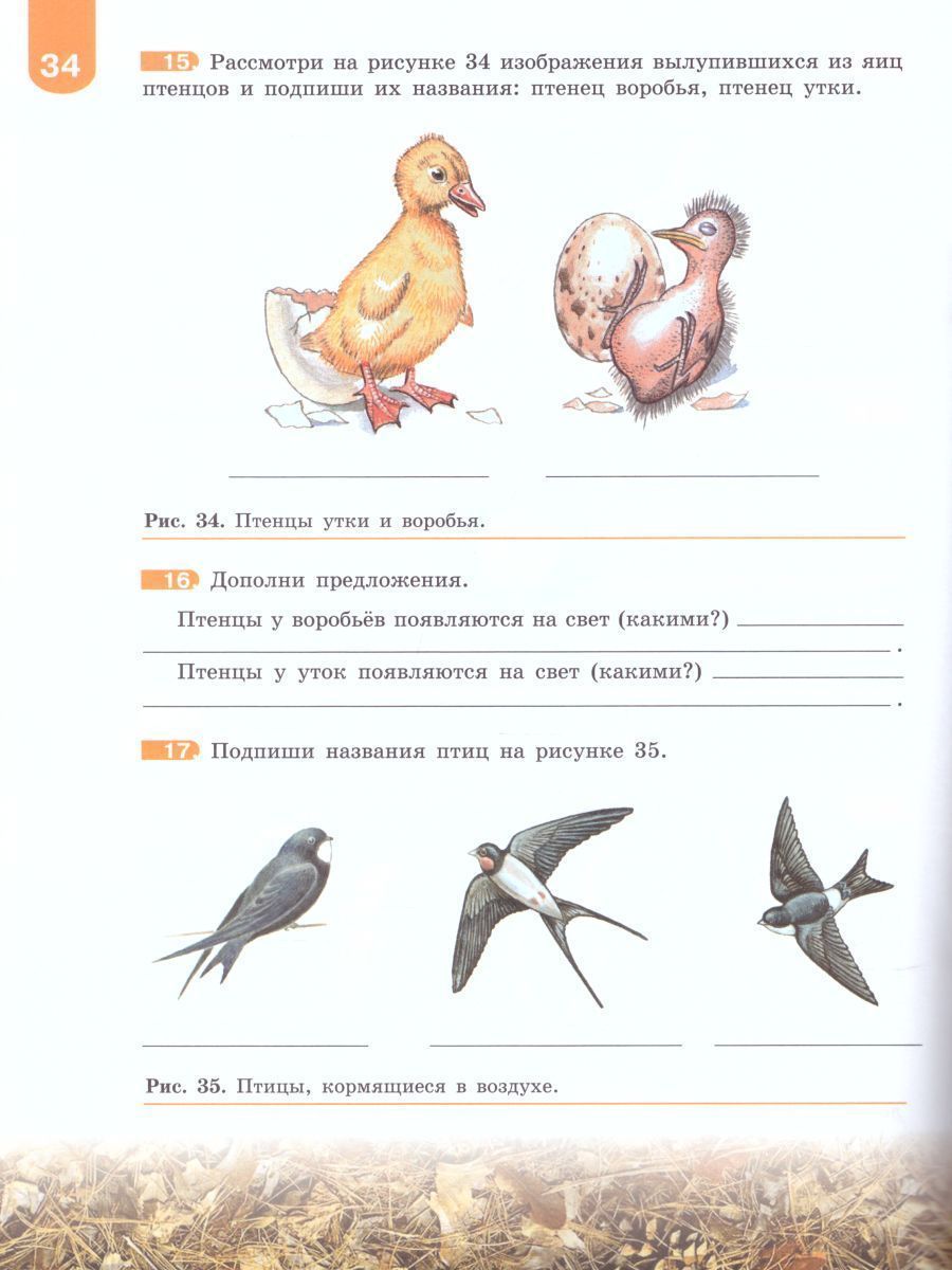 Обложка книги Биология 8 класс. Рабочая тетрадь. Для учащихся специальных (коррекционных) образовательных учреждений VIII вида, Автор Никишов А.И., издательство Просвещение | купить в книжном магазине Рослит