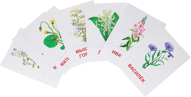 Обложка книги Демонстрационные картинки СУПЕР. Цветы полевые. 16 раздаточных картинок с текстом 63х87 мм, Автор , издательство Сфера | купить в книжном магазине Рослит