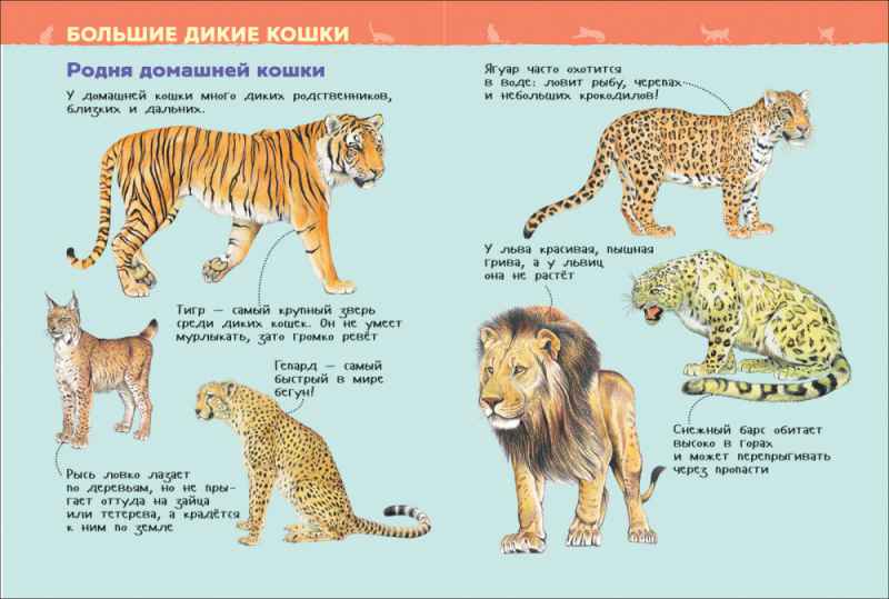Обложка Кошки и котята (Энциклопедия для детского сада), издательство РОСМЭН | купить в книжном магазине Рослит