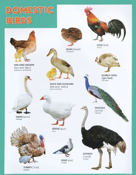 Обложка книги Плакат (английский). Domestic Birds Домашние птицы, Автор , издательство Мозаика-Синтез | купить в книжном магазине Рослит