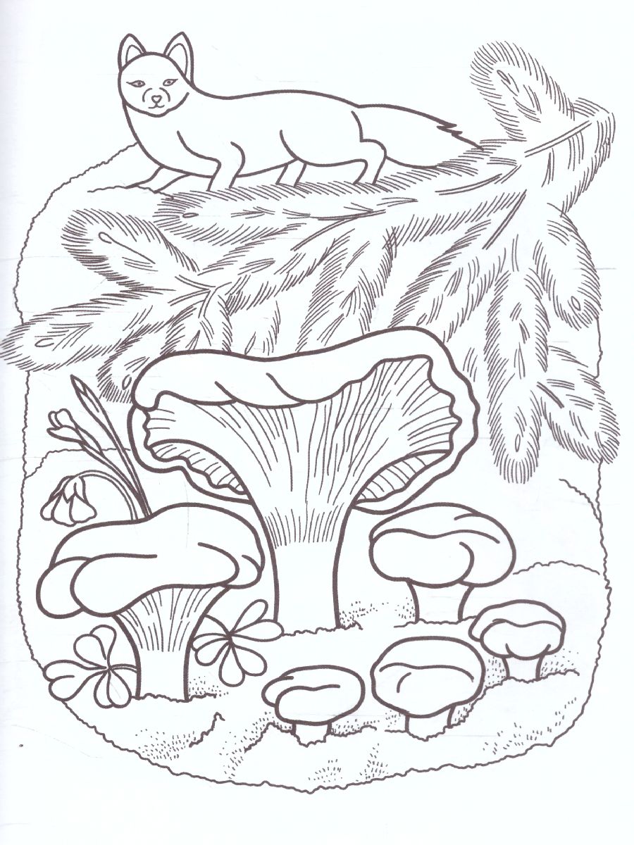 Обложка книги Раскраска "Съедобные грибы", Автор , издательство Страна фантазий | купить в книжном магазине Рослит