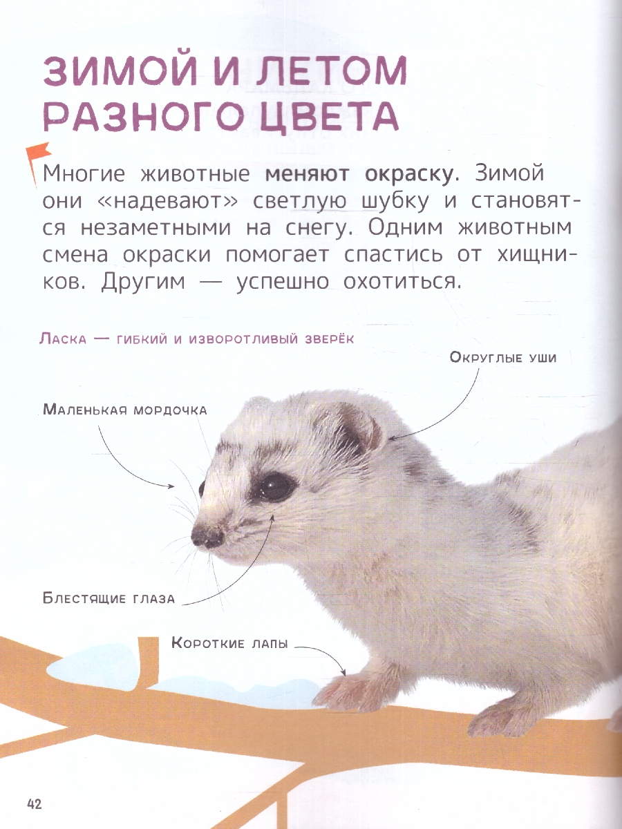 Обложка книги Животные. Энциклопедия для первого чтения с крупными буквами, изд.: Росмэн, авт.: Гальцева С. Н., Кл, Автор Гальцева С. Н. Клюшник Л. В, издательство РОСМЭН | купить в книжном магазине Рослит